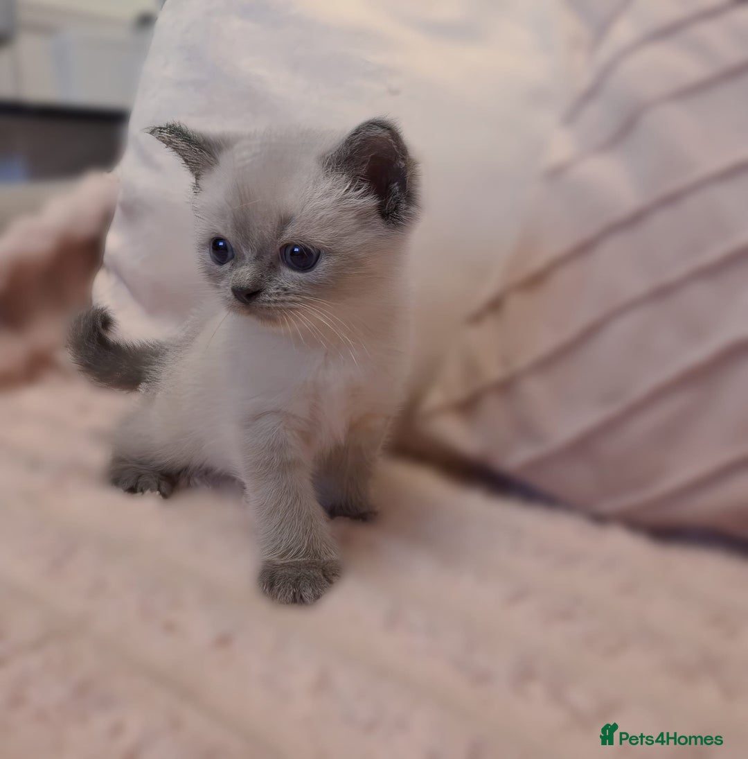 Ragdoll cats for sale: LAST RAGDOLL X BSH KITTEN LEFT READY TO LEAVE NOW - Image 4