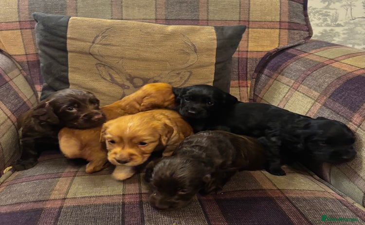 Cocker Spaniel dogs - Advert 3