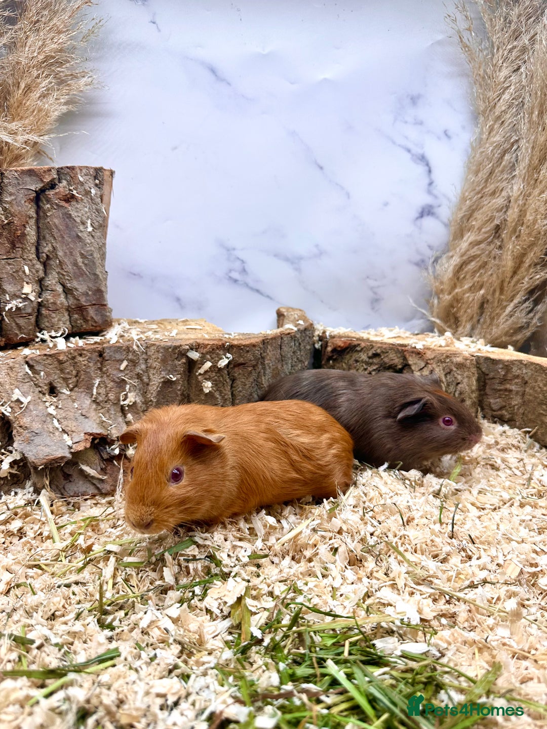 Guinea Pig rodents for sale: Multiple baby guinea pigs 💗 - Image 9