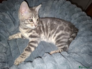 Bengal cats Last stunning Blue pure bengal kitten available! - Advert 11