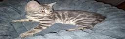 Bengal cats for sale: Stunning Blue pure bengal kittens - Advert 7