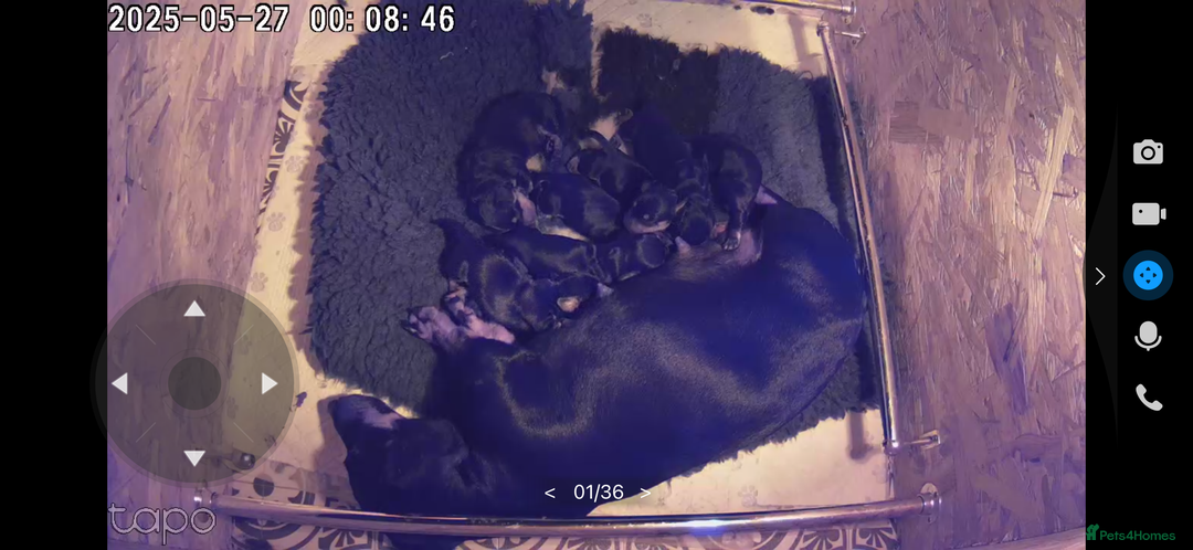 Miniature Dachshund dogs for sale: Show standard KC registered miniature dachshunds  - Image 12
