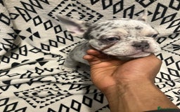 French Bulldog dogs for sale: Beautiful Pink, blue and tan and merl Frenchie’s - Image 8