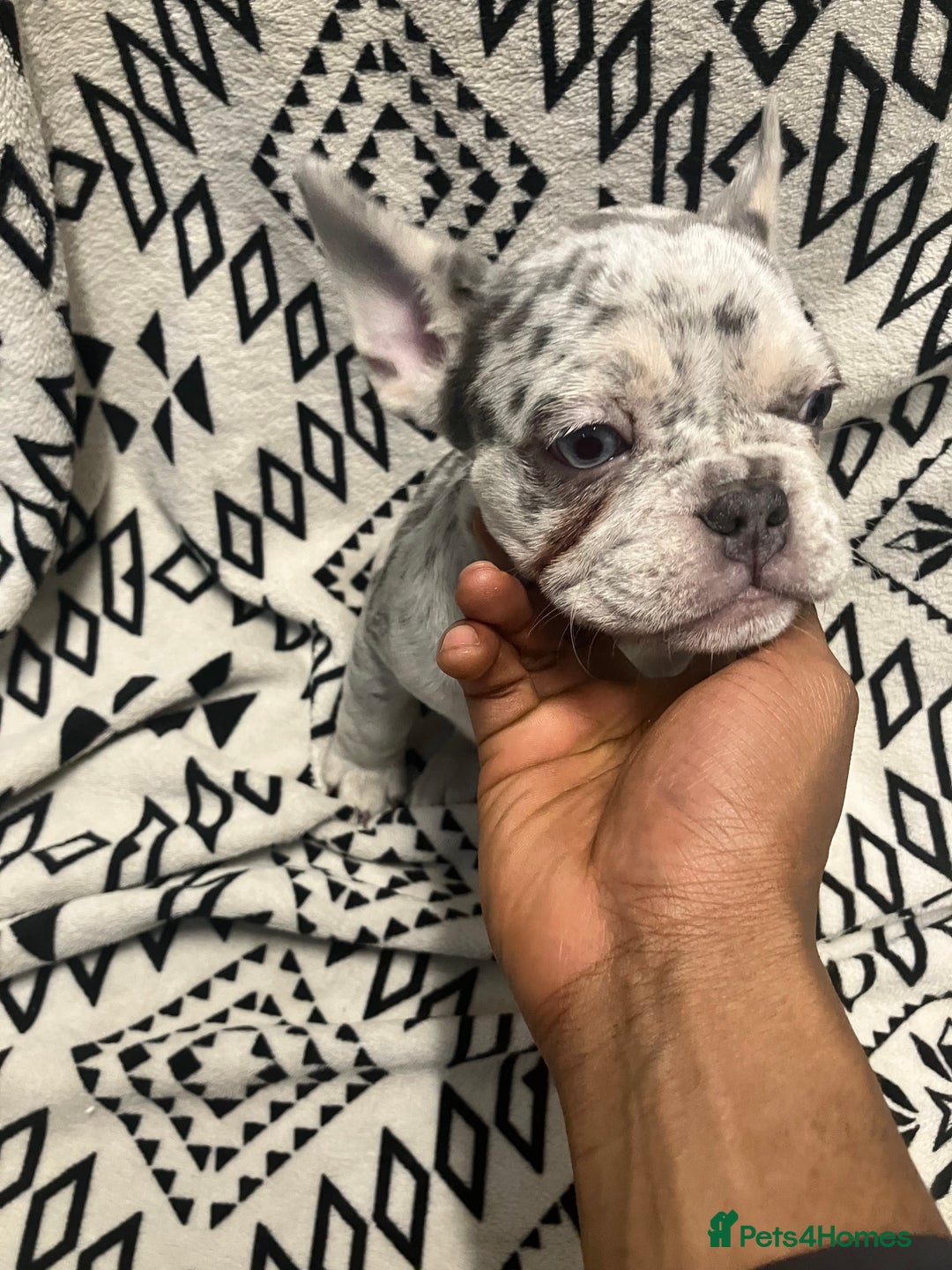 French Bulldog dogs for sale: Beautiful Pink, blue and tan and merl Frenchie’s - Image 8