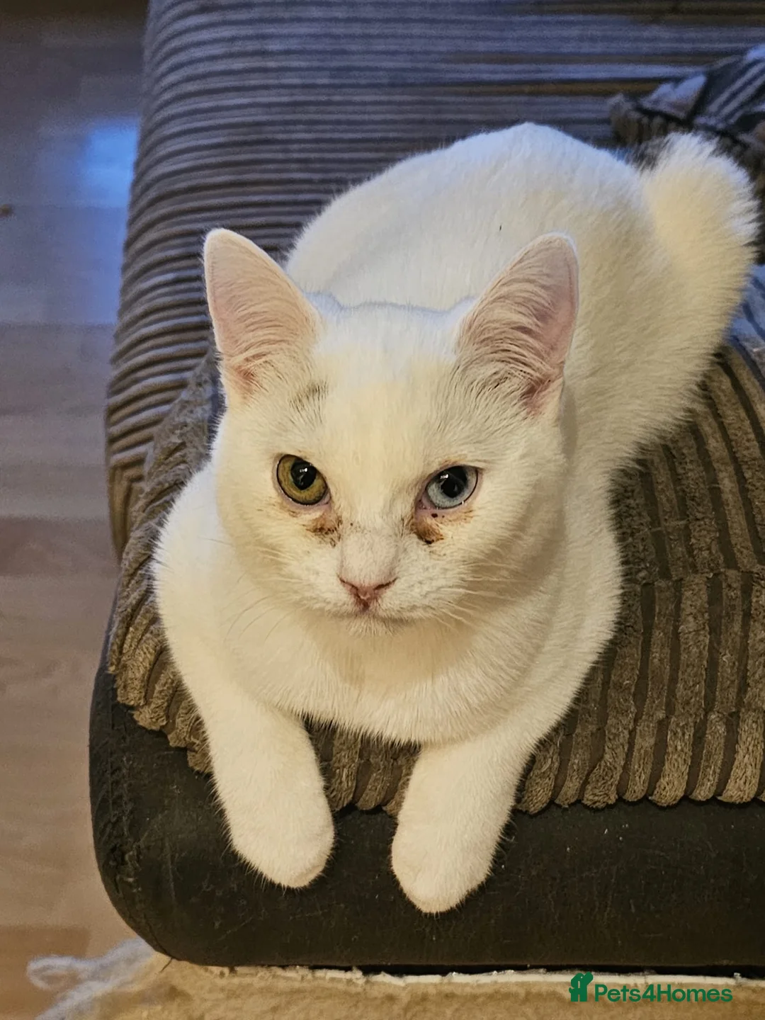 Mixed Breed cats for adoption: Special Nova needs a special indoor home - Advert 14