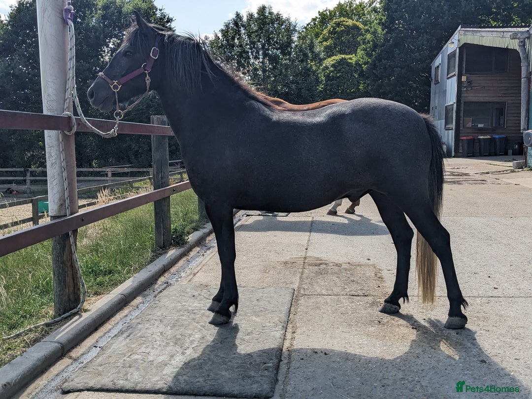 Dartmoor horses for sale: Flint aka Leightor Crumpet  - Image 2