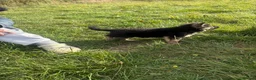 German Shepherd dogs for sale: 3 female German Shepard pups in Littleborough - Advert 5