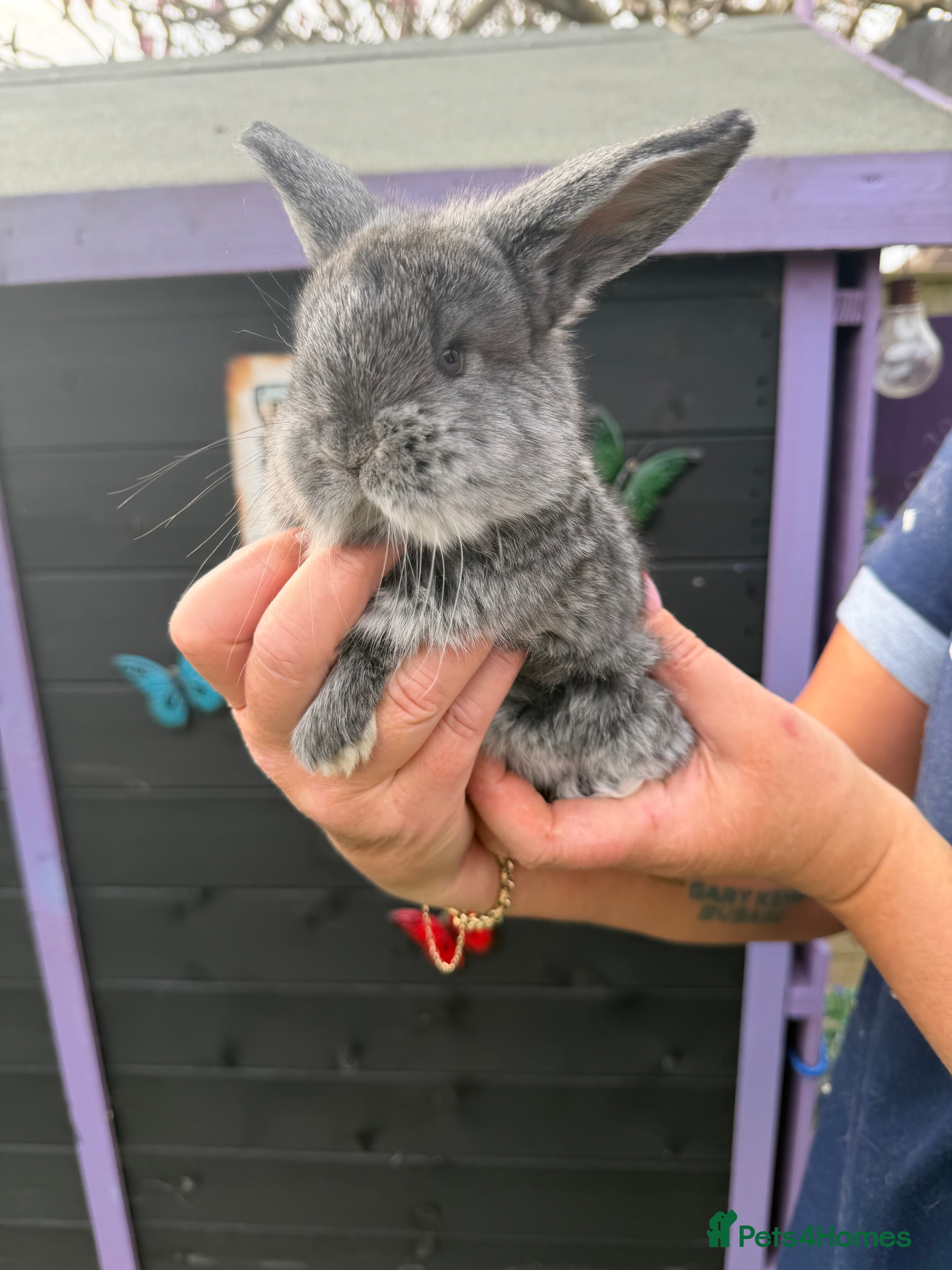 French Lop rabbits French lops  - Advert 5