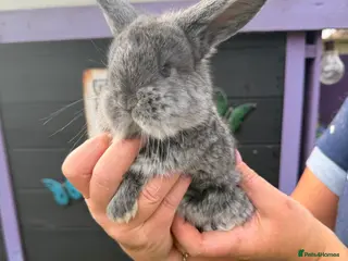 French Lop rabbits French lops - Advert 5