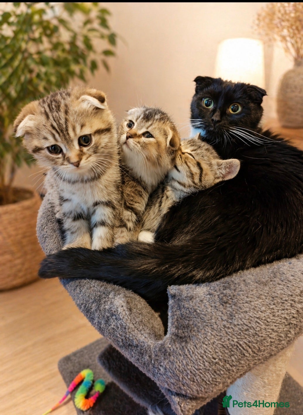 Mixed Breed cats British Shorthair x Scottish Fold Kittens  - Advert 2