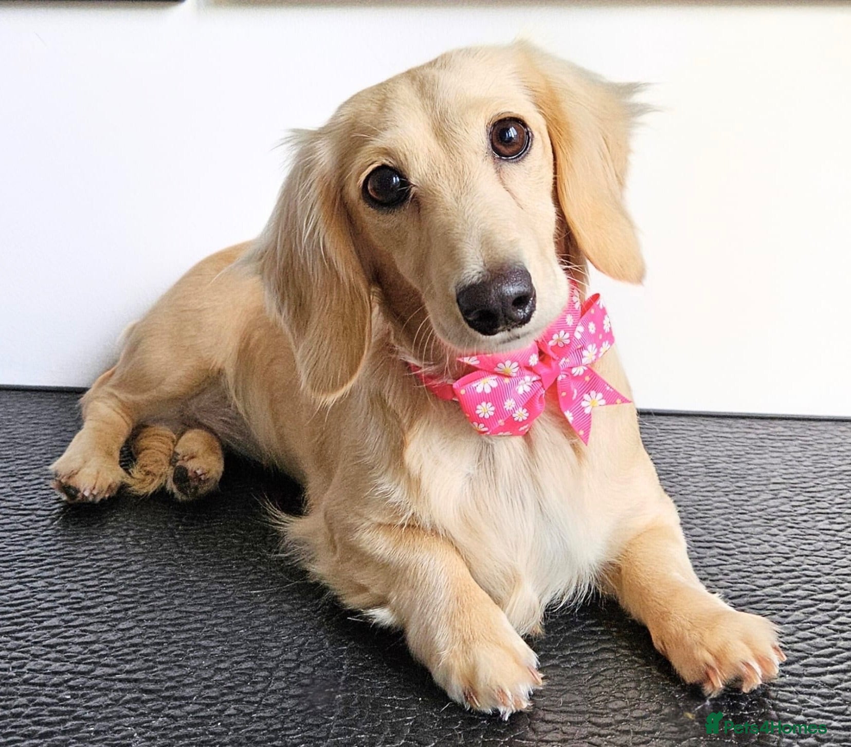 Miniature Dachshund dogs Dachshund miniature cream long hair  - Advert 1