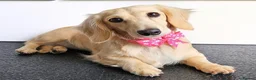 Miniature Dachshund dogs for sale: Dachshund miniature cream long hair  - Advert 1