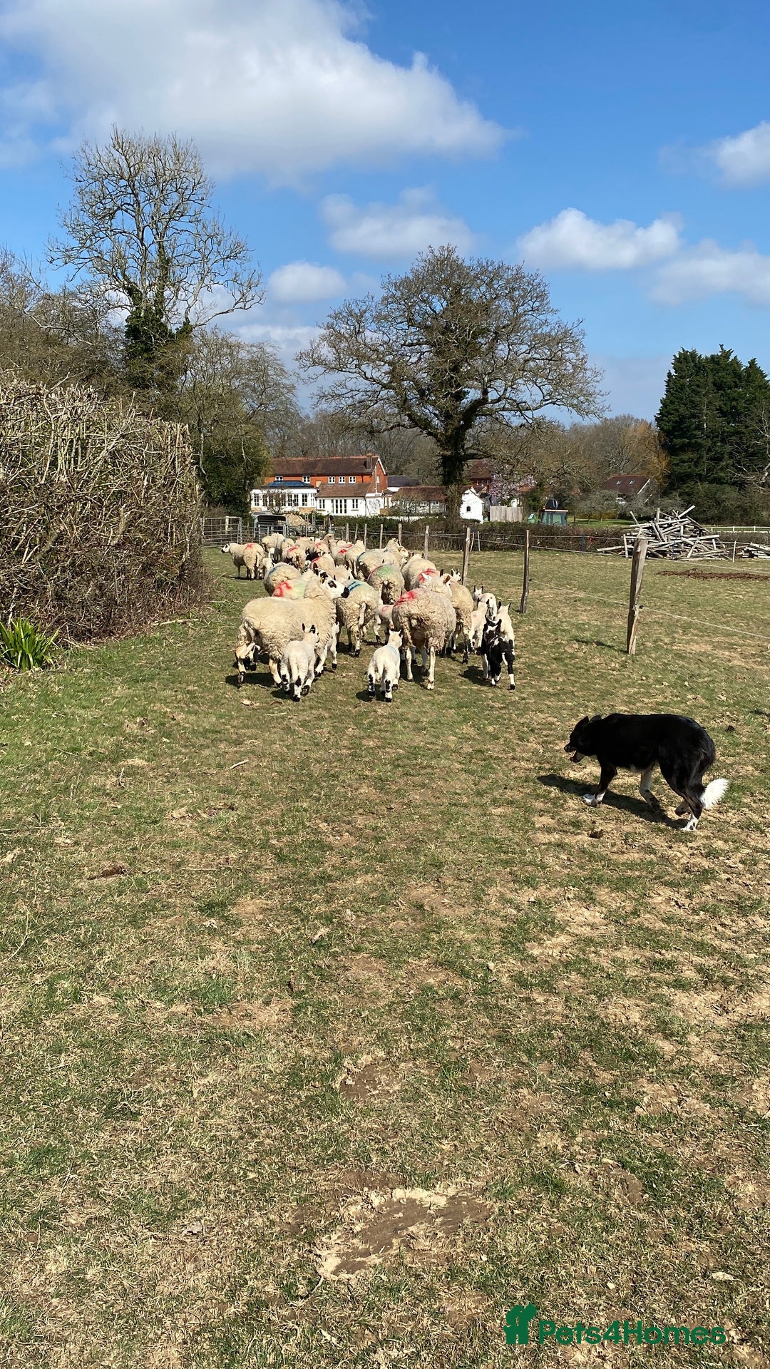 Border Collie dogs for sale: Border collie puppies  - Image 7