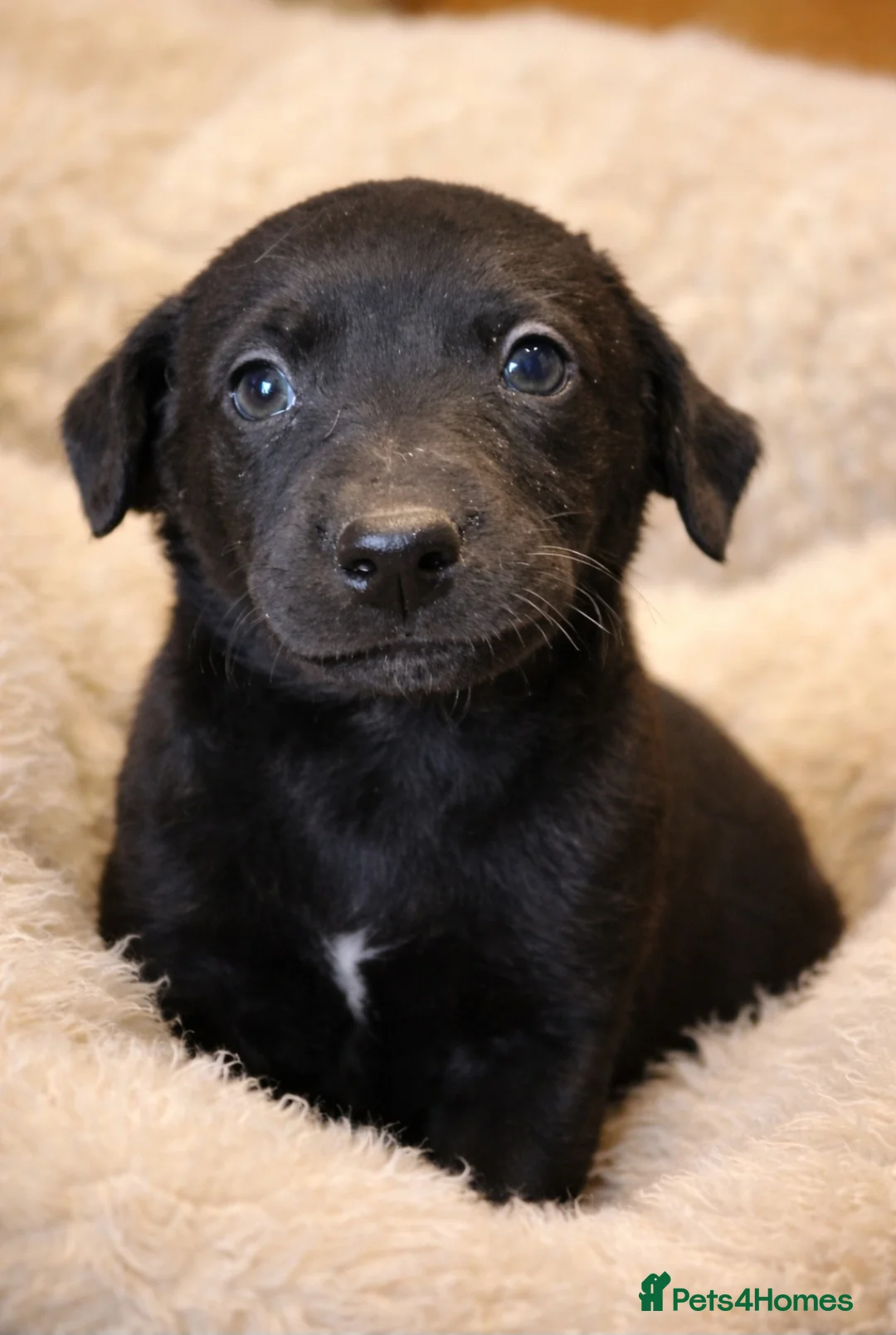 Mixed Breed dogs for sale: Labrador x whippet - Advert 5