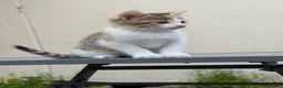 Mixed Breed cats for sale: Tame kittens for sale  in Newport - Advert 4