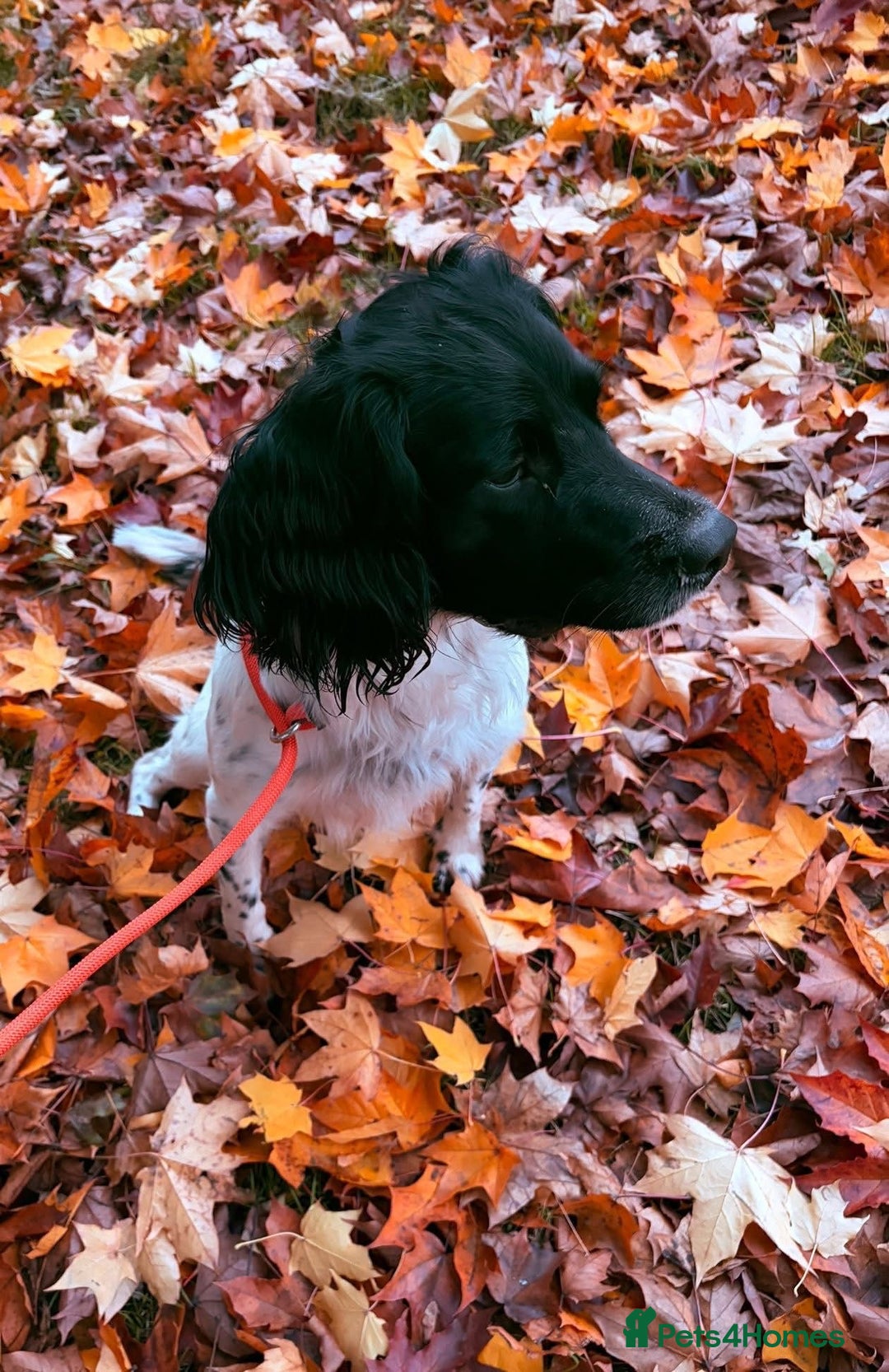 English Springer Spaniel dogs for stud: English spring spaniel for stud  - Advert 2