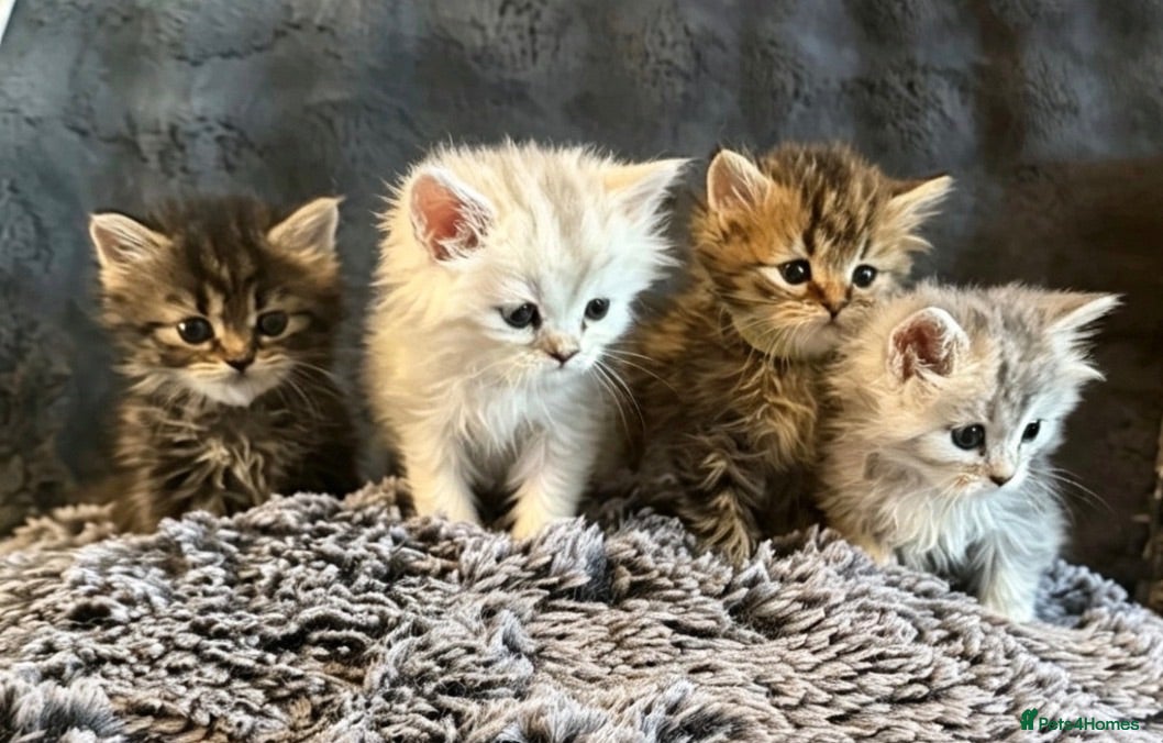 Persian cats I have 4 Persian cross Maine coon kittens - Advert 13