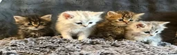 Persian cats for sale: I have 4 Persian cross Maine coon kittens - Advert 1
