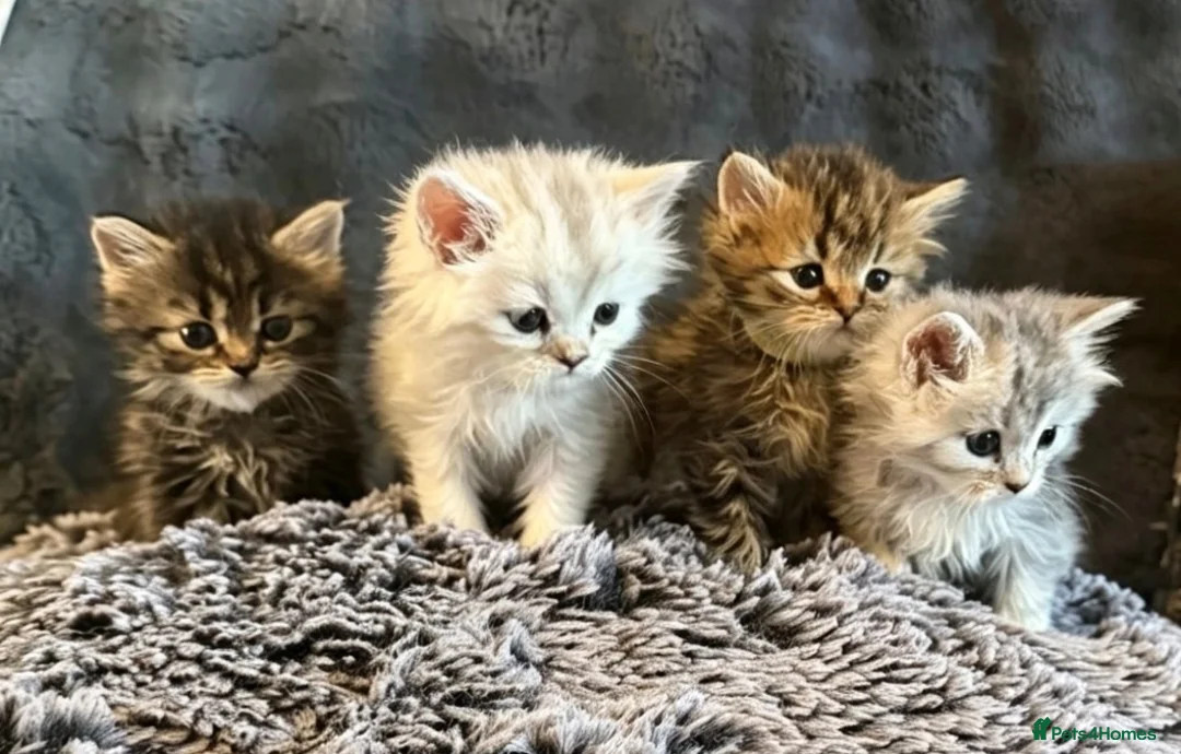 Persian cats for sale: I have 4 Persian cross Maine coon kittens - Advert 1