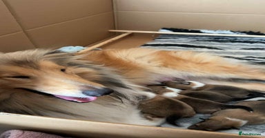 Rough Collie dogs - Advert 2
