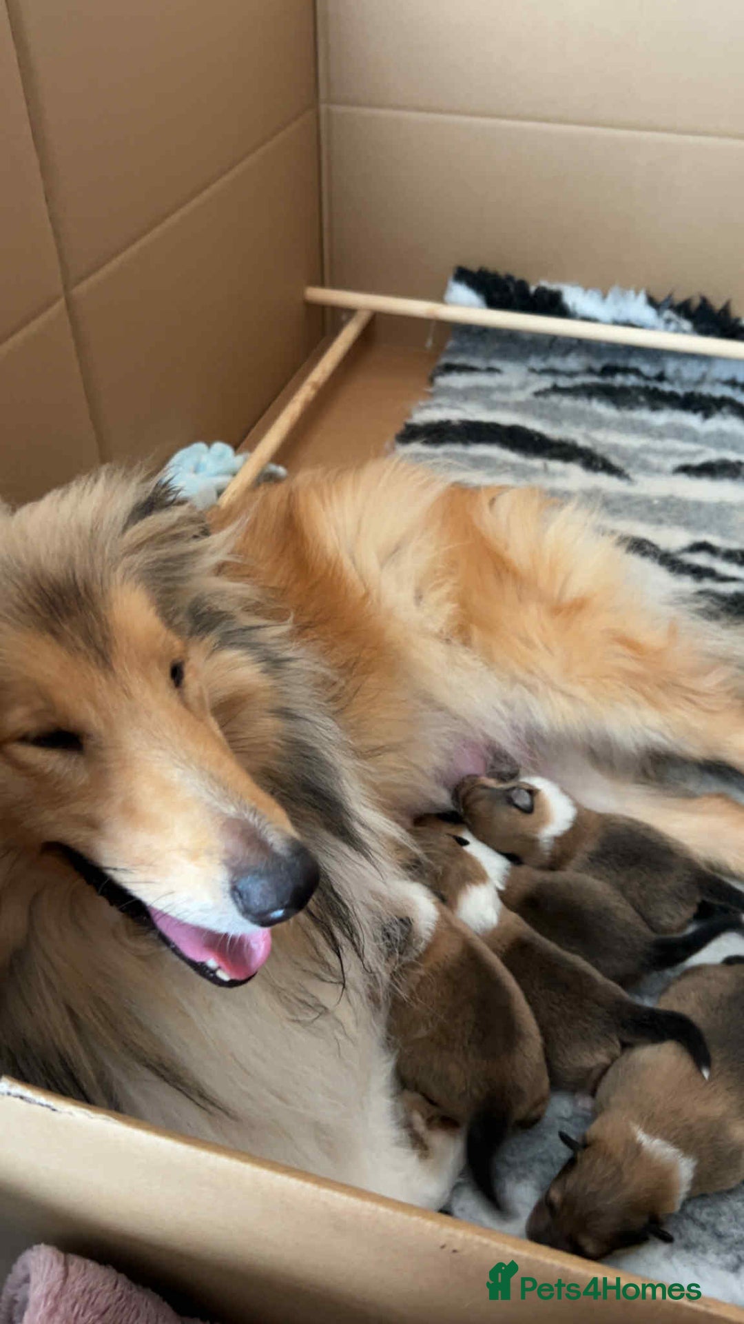Rough Collie dogs for sale: Adorable boys available  - Image 3