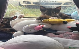 Mixed Breed cats for sale: Little dolly - Image 3