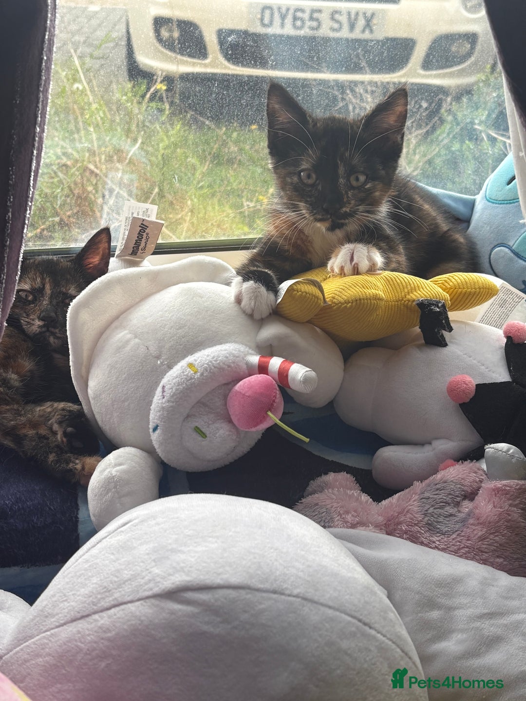 Mixed Breed cats for sale: Little dolly - Image 3