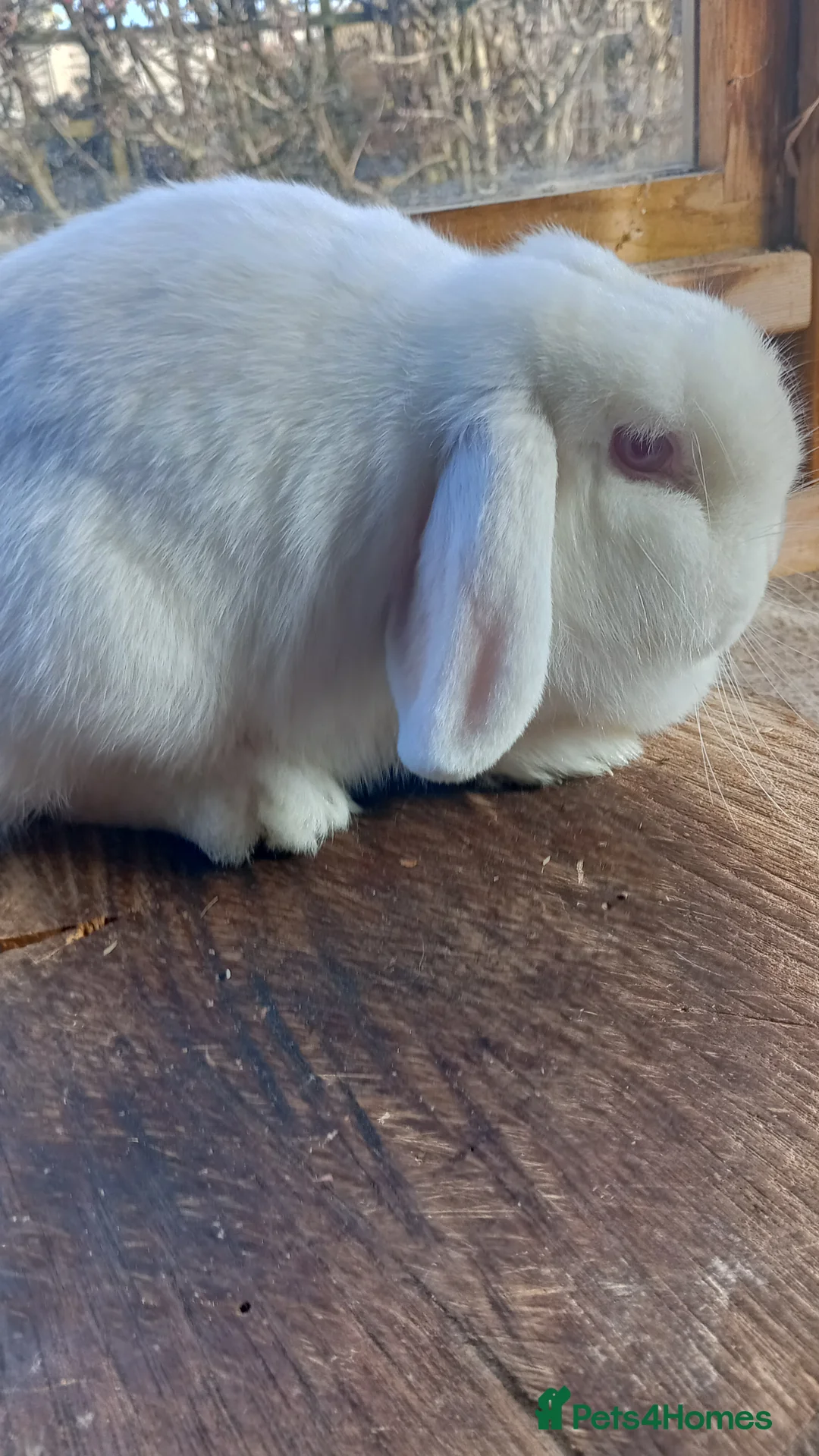 Mini Lop rabbits for sale: Mini Lop Doe - Advert 1
