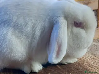 Mini Lop rabbits Mini Lop Doe - Advert 5