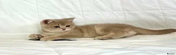 British Shorthair cats for sale: 🐾Purebred BSH Kittens🐾  in London - Advert 11