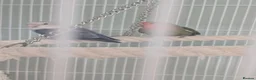 Lovebirds birds for sale: Family of love birds  - Advert 4