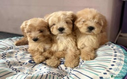 Cockapoo dogs for sale: Outstanding puppies  - Image 11
