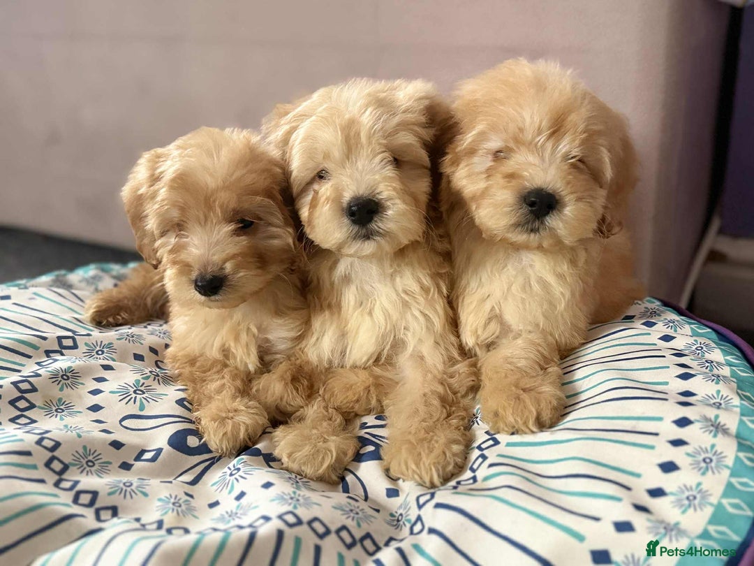 Cockapoo dogs for sale: Outstanding puppies  - Image 11