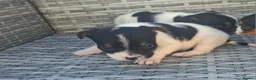Jack Russell dogs for sale: Jack russell pups  - Advert 4