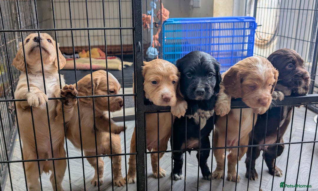 Cocker Spaniel dogs for sale: Working Cocker Spaniel Puppies  - Advert 1