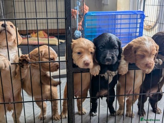 Cocker Spaniel dogs Working Cocker Spaniel Puppies - Advert 6