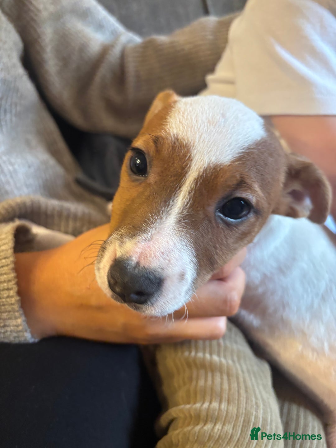 Jack Russell dogs for sale: 1 male 1 female Jack Russell pups - Advert 6