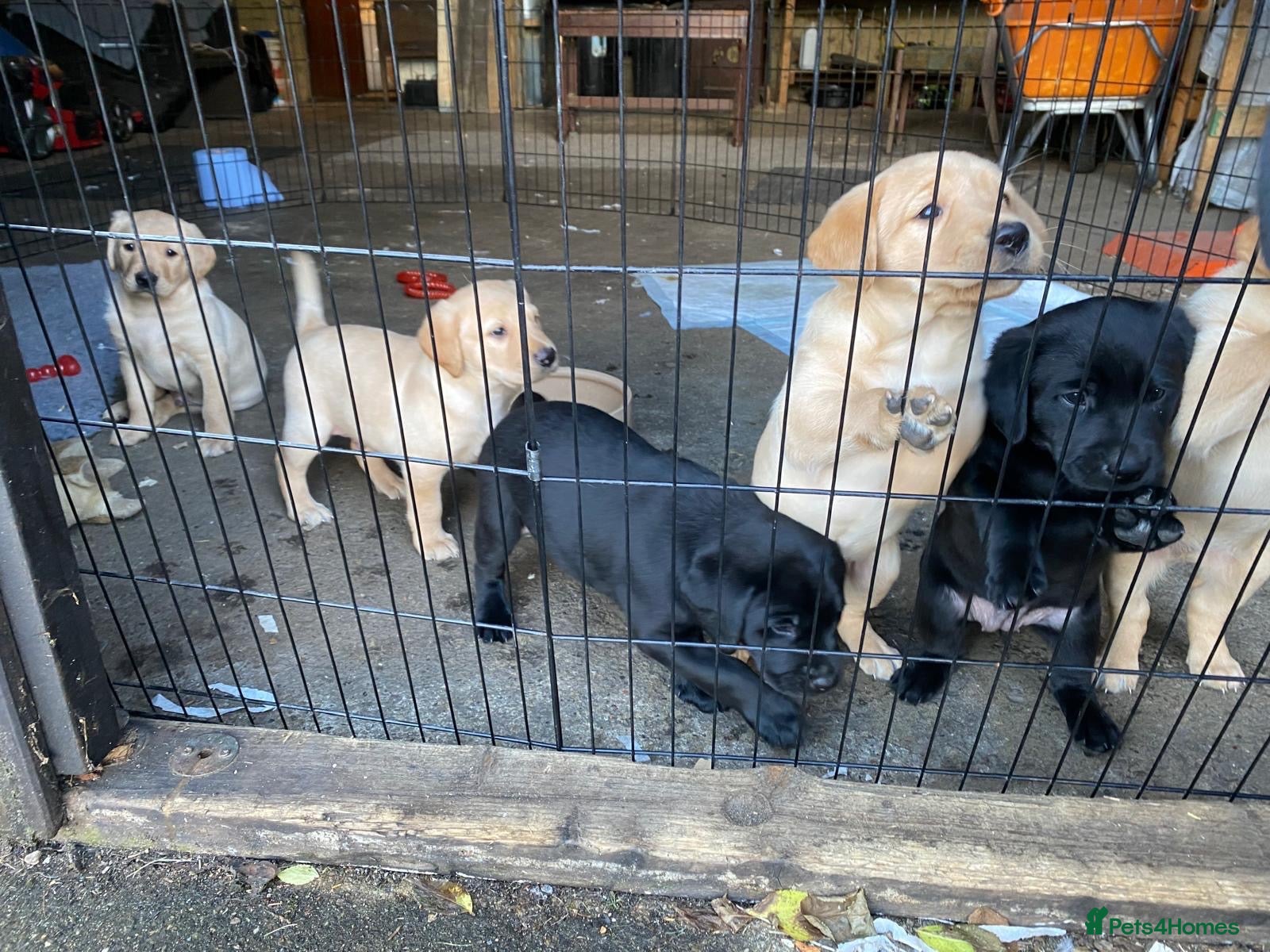 Labrador Retriever dogs Labrador Retreiver pups  - Advert 10