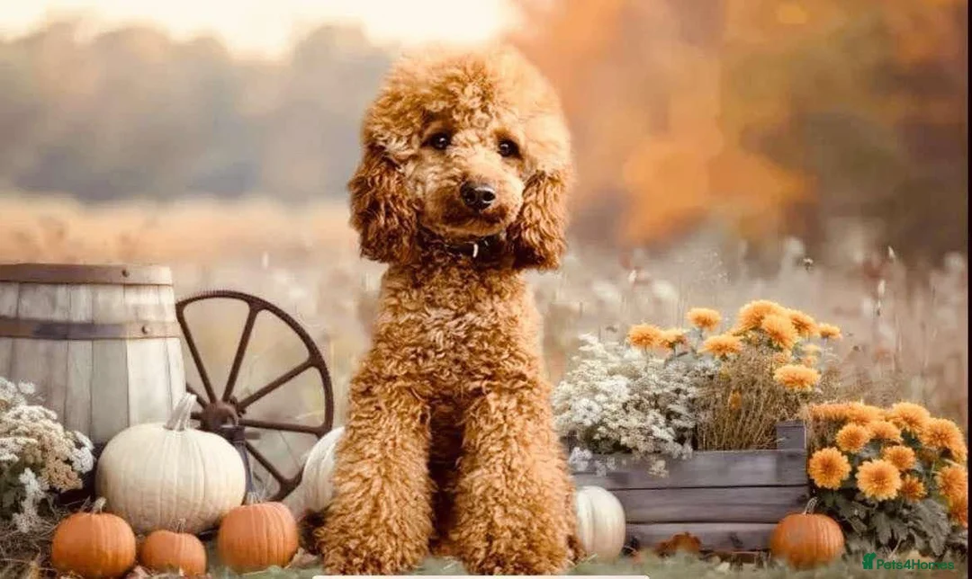 Cavapoo dogs for sale: 🐶🐩🐾ADORABLE MINIATURE CAVAPOO🐾🐩🐶 - Advert 14