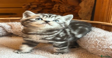 British Shorthair cats - Advert 3