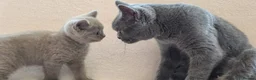 British Shorthair cats for sale: British short hair kittens  in Upminster - Advert 12