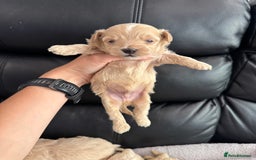 Maltipoo dogs for sale: Stunning litter of tiny maltipoos - Image 8