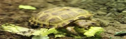 Tortoise reptiles for sale: BABY HORSFIELDS & SET UPS! - Advert 7