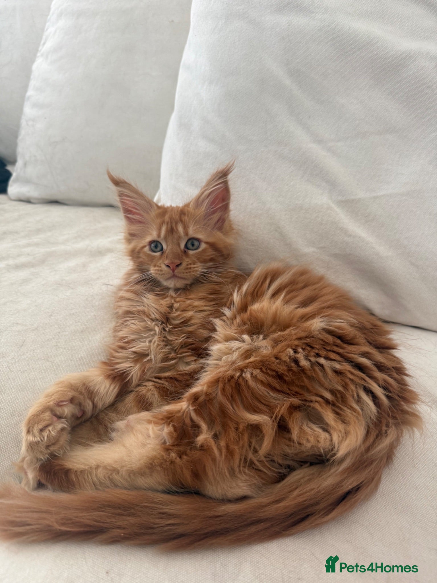 Maine Coon cats One ginger mainecoon left   - Advert 1