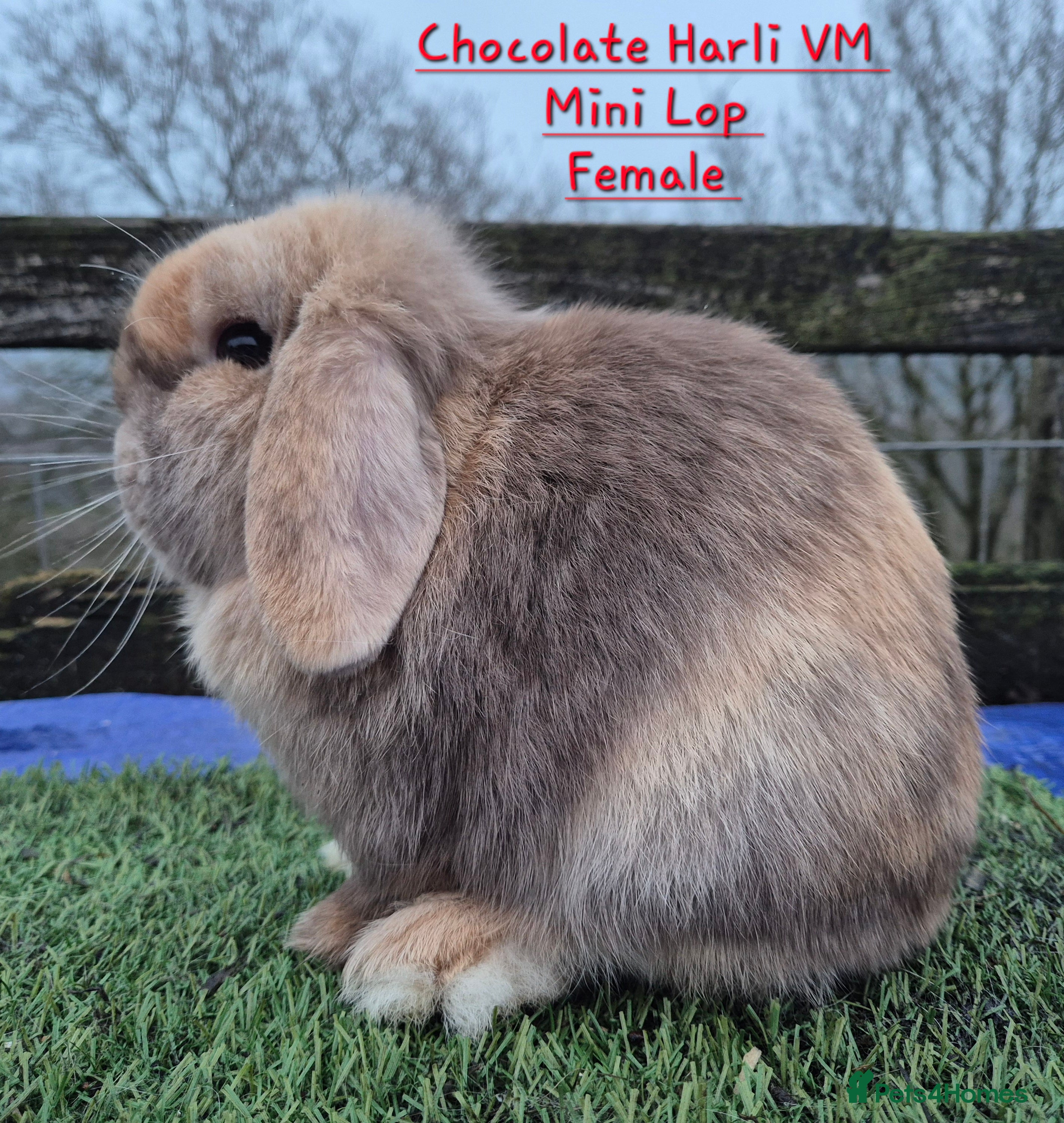 Mini Lop rabbits Beautiful Mini Lop adults  - Advert 1