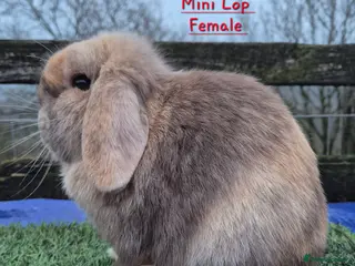Mini Lop rabbits Beautiful Mini Lop adults - Advert 1
