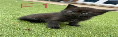 Mixed Breed Kitten 3