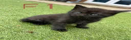 Mixed Breed cats for sale: Mixed british shorthair kitten in Swindon - Advert 4