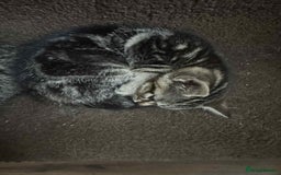 Mixed Breed cats for sale: Adorable Mixed Breed Kitten for Sale! - Image 15