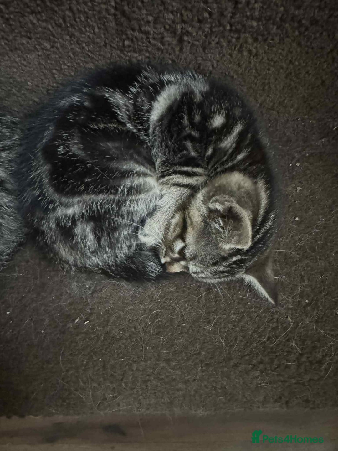 Mixed Breed cats for sale: Adorable Mixed Breed Kitten for Sale! - Image 15